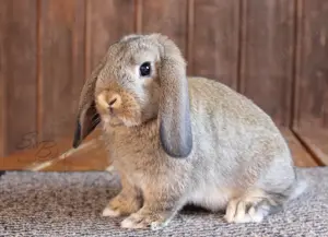 Kleine Zwergwidder Kaninchen Babys Zwerghasen SOFORT