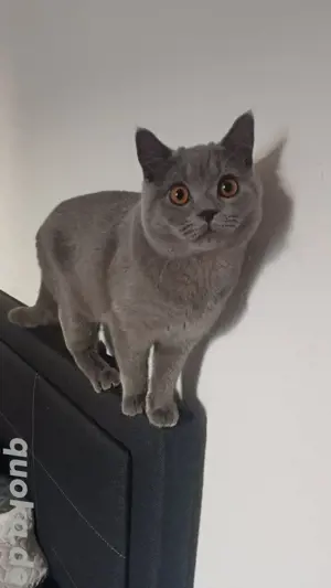 junger Britisch Kurzhaar Kater 