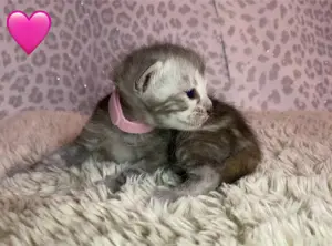 Wunderschöne Mix Kitten suchen liebevolle Dosenöffner!