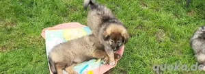 Wunderschöne Bordercolli Wolfsspitz Welpen suchen ein liebevolles Zuhause 