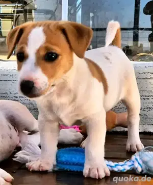 Jack Russell Welpen verfügbar.WhatsApp: (15510055069).