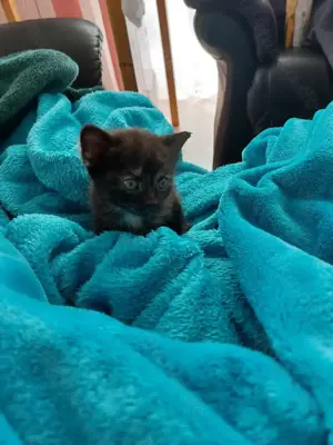 Kleine Katzen vom Bauernhof in Kürze abzugeben