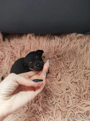 Chihuahua Welpe Black-Tan ( m   o.P )