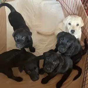 Fünf gesunde Labradorwelpen mit Stammbaum suchen einen neues Zuhause