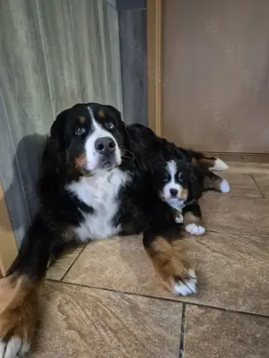 Berner Sennenhund Welpe mit Papiere 