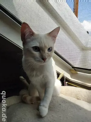 Katze unkastriert 9Monate