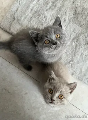 Britische Kurzhaar babykatzen