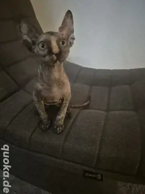 Süßes Sphynx Kitten abzugeben 