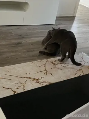 bkh dechkater 
