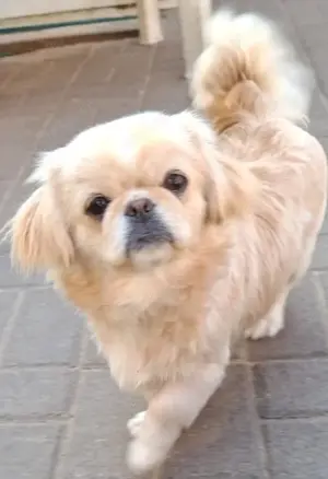 Pekinese Mädchen