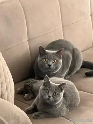 bkh dechkater 