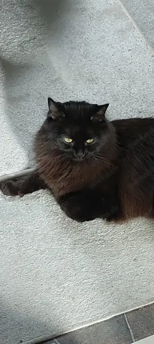 Mainecoon Britisch mix Katze