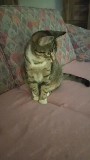 Katzendame zu verkaufen 