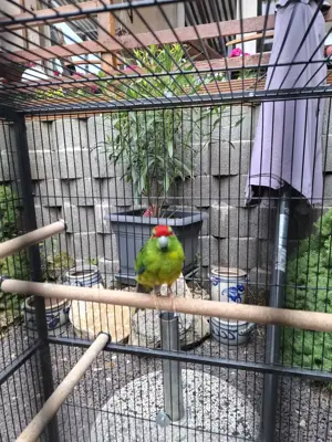 Pärchen ziegensittich 