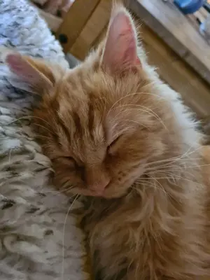 Roter Main Coon vermisst seit 14.05. Amberg 