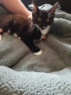 Gregor Katze