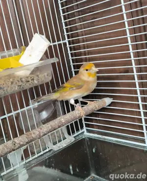 Mischling Vogel 