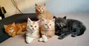 5 reinrassige Maine Coon Kitten - zum verlieben   