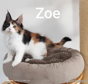 Maine Coon kitten mit Stammbau 
