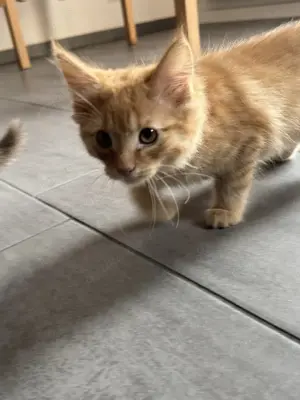 Kleine Katzenbabys suchen ein neues Zuhause  Bild 2