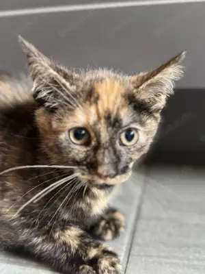 Kleine Katzenbabys suchen ein neues Zuhause 