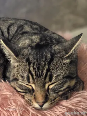 katze&kater 