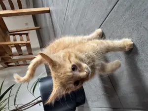 Kleine Katzenbabys suchen ein neues Zuhause  Bild 4