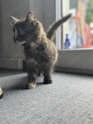 Kleine Katzenbabys suchen ein neues Zuhause  Bild 5