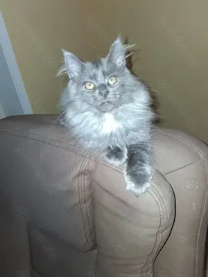 Maine coon 12 wochen Kater wurde nicht abgeholt 
