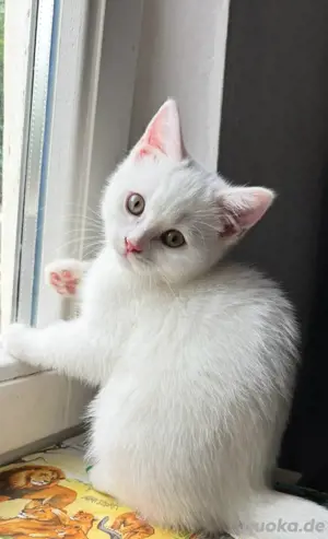 BKH. Kitten 