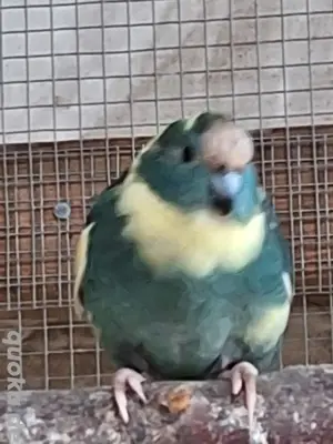 Ziegensittiche nestjung 