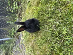 Baby Hasen zu verkaufen