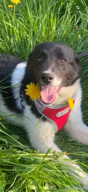 Hundewelpe sucht ein neues Zuhause 