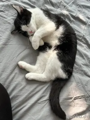 katze abzugeben 