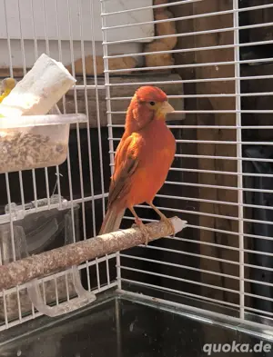 Suche Kanarienvogel Isabel Rot