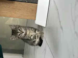 Zuckersüße Kitten suchen ein Zuhause