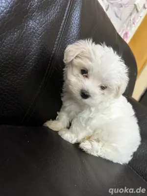 bichon malteser  junge 