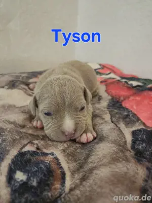 American Bully Welpen 