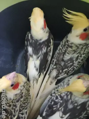 Nicht beißen männlich weiblich Nymphensittich 