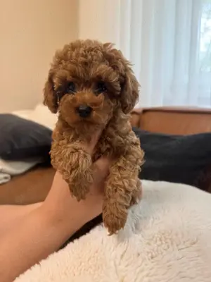 Asiatische Toy Pudel mit Teddy Gesicht