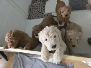 2 Goldendoodle-Rüden zur Adoption