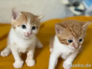  Wunderschöne Katzenbabys suchen ein liebevolles Zuhause 