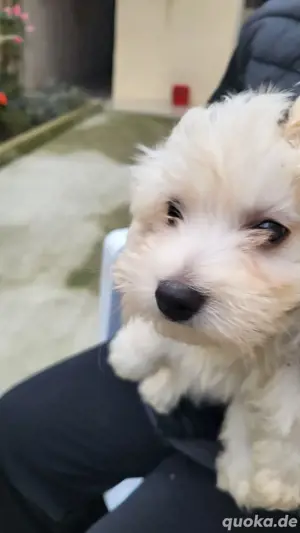 Bichon Malteser 