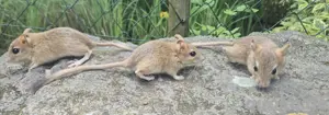 Persische Rennmäuse abzugeben! 