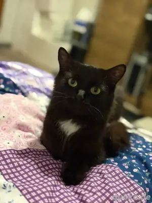 Katze Luna abzugeben