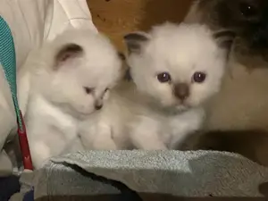 Heilig Birma Kitten abzugeben