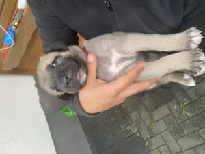 Wunderschöne Kangalwelpen (Mädchen) zu verkaufen !