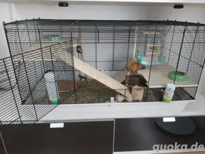 6   farbmäuse mit komplettem Zubehör inklusive käfig
