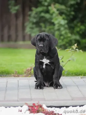 Cane-Corso Jungs 