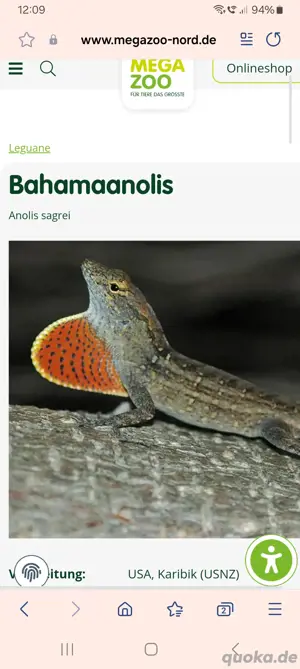 Bahama anolis abzugeben 